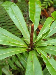 Oleandra neriiformis