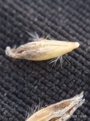 Rytidosperma exiguum