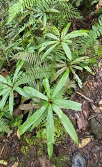 Oleandra neriiformis