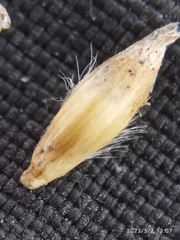 Rytidosperma exiguum