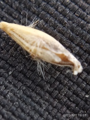 Rytidosperma exiguum