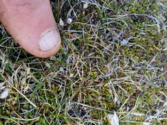 Rytidosperma exiguum