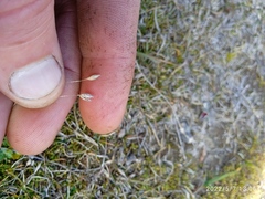 Rytidosperma exiguum