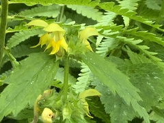 Lamium galeobdolon