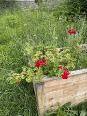 Pelargonium