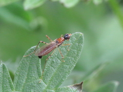 Neria octoannulata