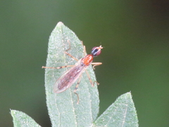 Neria octoannulata