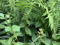 Lamium galeobdolon