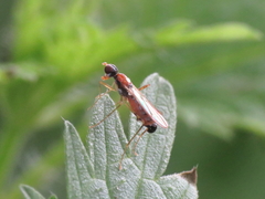Neria octoannulata