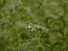 Rochelia retorta