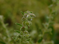 Rochelia retorta