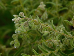 Rochelia retorta