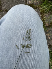 Poeae