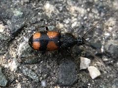 Panagaeus bipustulatus