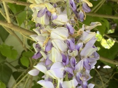 Wisteria