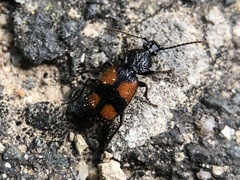 Panagaeus bipustulatus