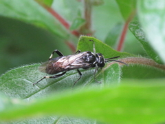 Macrophya albicincta