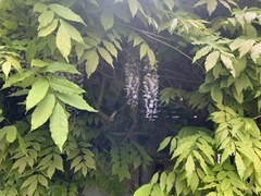 Wisteria