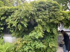 Wisteria