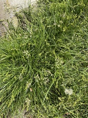 Poeae
