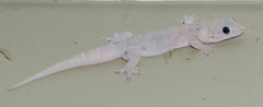 Gehyra australis
