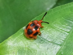 Stenotarsus pardalis