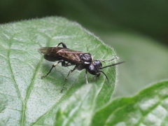 Macrophya albicincta