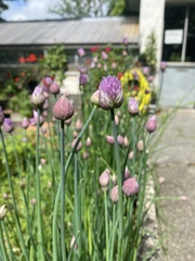 Allium