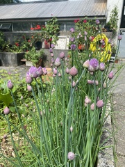 Allium