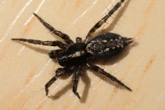 Textrix denticulata