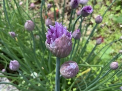 Allium