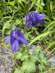 Aquilegia vulgaris
