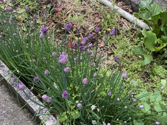 Allium