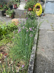 Allium