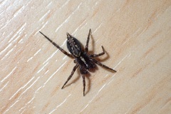 Textrix denticulata