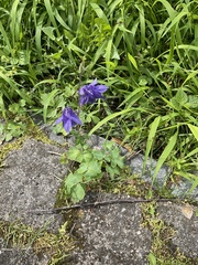 Aquilegia vulgaris