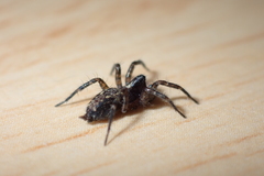 Textrix denticulata