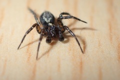 Textrix denticulata