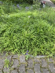 Aquilegia vulgaris