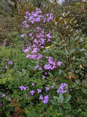 Thalictrum reniforme