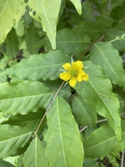 Geum urbanum