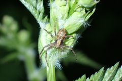 Philodromus