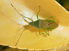 Amblypelta nitida