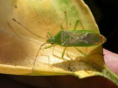 Amblypelta nitida