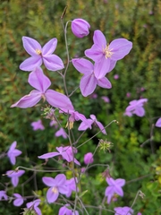 Thalictrum reniforme
