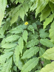 Geum urbanum