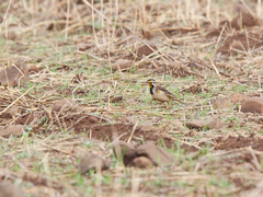 Macronyx flavicollis