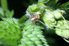 Philodromus