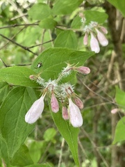 Kolkwitzia