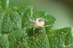 Paidiscura pallens